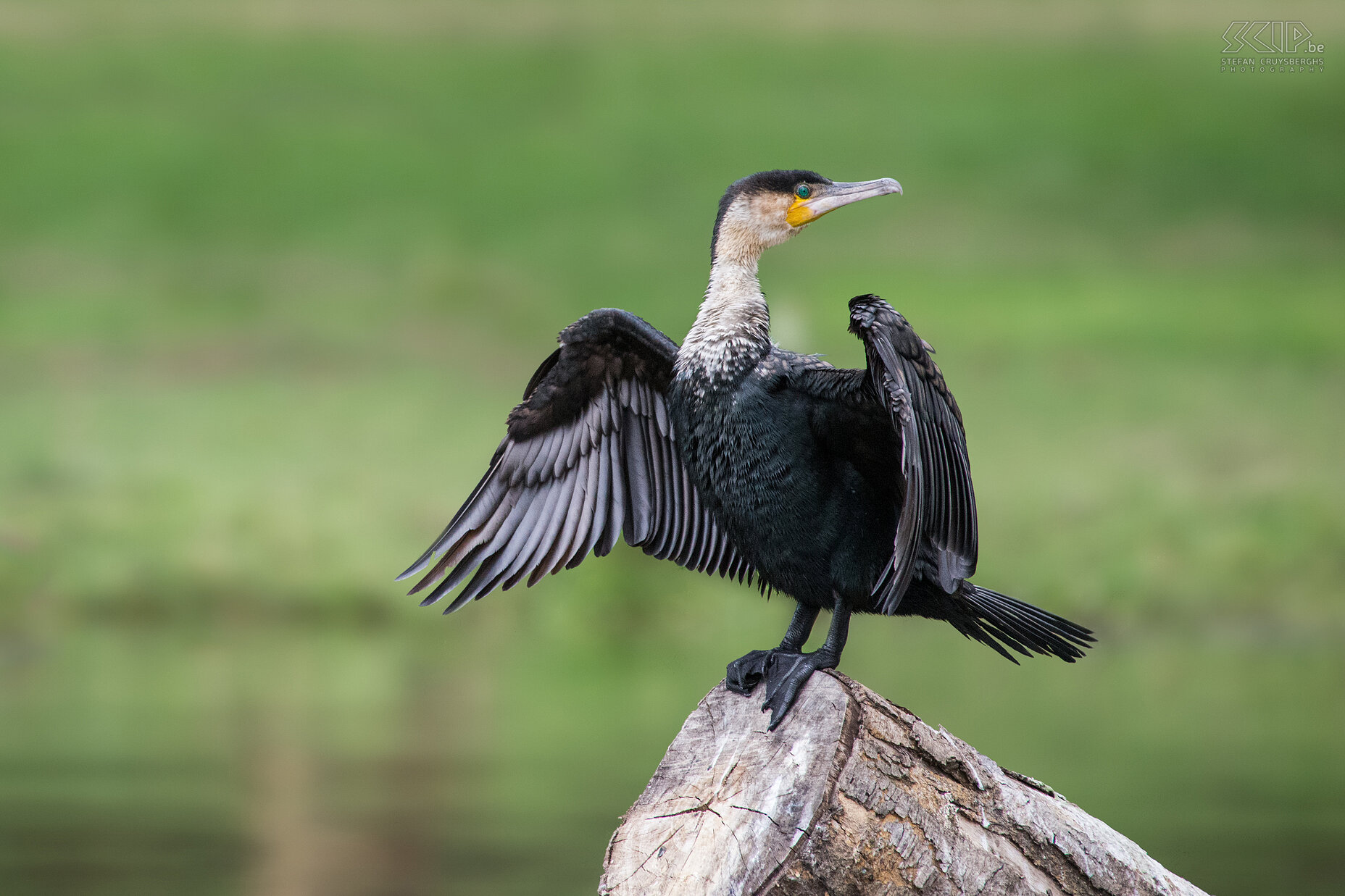 Lake Naivasha - Cormorant On our last day we made a wonderful boat trip on Lake Naivasha. It is a freshwater lake surrounded by a swamp. It lies at 1880 meters above sea level and it is the highest lake of the Rift Valley Lakes. We spotted a lot of birds like cormorants, egrets, herons, fish eagles, kingfishers, … and some hippos. Stefan Cruysberghs